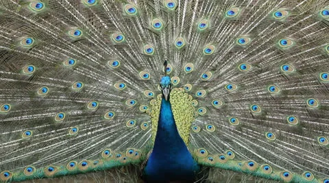 CloseupPeacock displaying plumage2 Stock Footage 25845794
