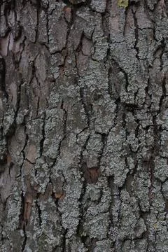 Closeups of tree bark texture Stock Photos