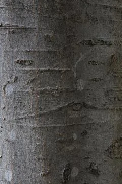 Closeups of tree bark texture Stock Photos