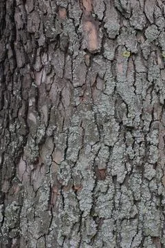Closeups of tree bark texture Stock Photos