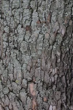 Closeups of tree bark texture Stock Photos