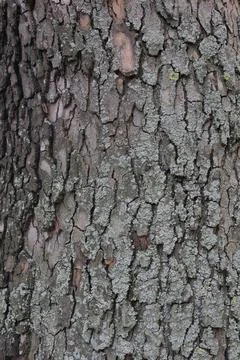 Closeups of tree bark texture Stock Photos