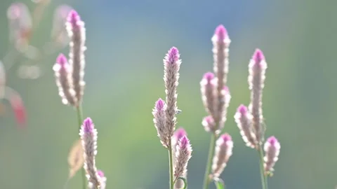 Closing cockscomb views, Hubei Video stock 347331610