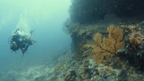 Closing up on a coral reef leaf like Stock Footage 82732979