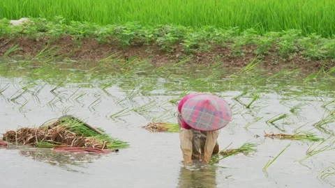 Closing farm work views Video stock 347487744