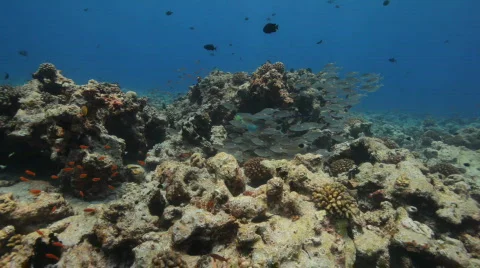 Closing in on fish Stock Footage 661272