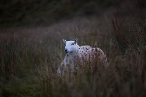 Closing light sheep  Stock Photos