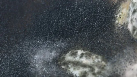 Closing mold views Stock Footage 347177738