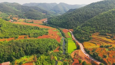 Closing paddy views Stock-Footage 347506343