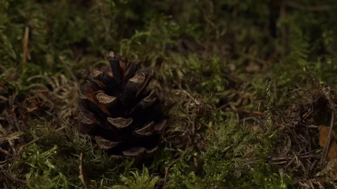 Closing Pine Cone Timelapse Stock Footage 115337875