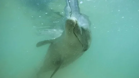 Closing up on a sleeping dolphin Vidéo 88459933