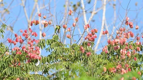 Closing tree views, Hubei Stock-Footage 347332401