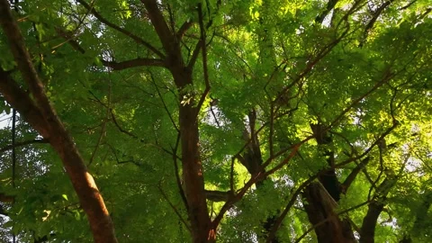 Closing tree views in Yangji Stock Footage 347505925