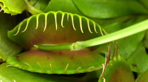 Closing Venus flytrap (Dionaea muscipula) plant Stock Footage