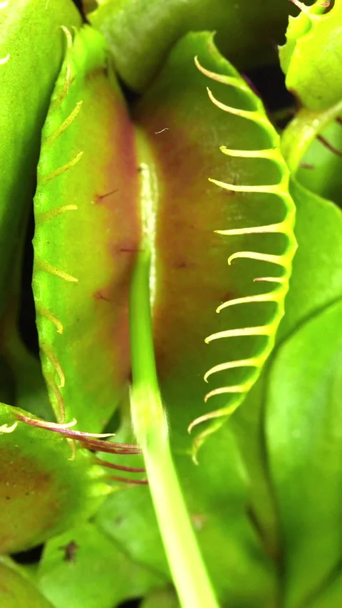 Closing Venus flytrap plant, vertical orientation Video stock 278449802