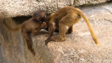 Closse up of Bleeding heart monkeys Stock Footage 136027231