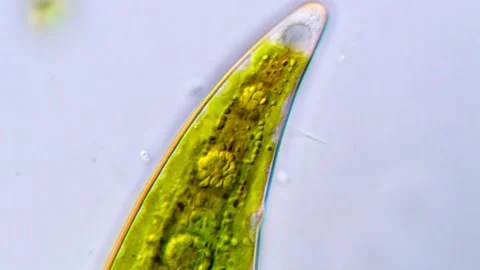 Closterium algae under microscope with Brown motion Vidéo 317789668