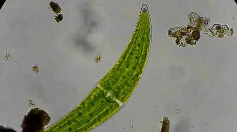 Closterium algae under microscope 動画素材 33661738