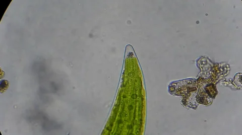 Closterium algae under microscope Video stock 33661755