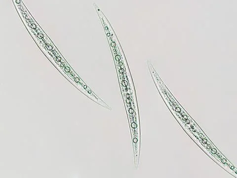 Closterium sp. Charophyta algae under microscopic view x40, Green algae Stock Photos