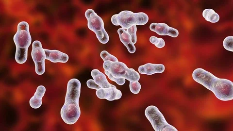 Clostridium difficile bacteria 動画素材 84033669