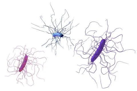 Clostridium difficile bacteria Illustrazione stock