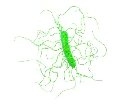 Clostridium difficile bacteria Illustrazione stock