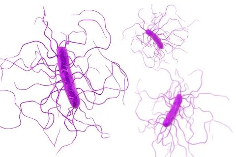Clostridium difficile bacteria Stock Illustration
