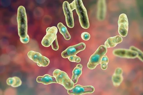 Clostridium perfringens bacteria Stock Illustration