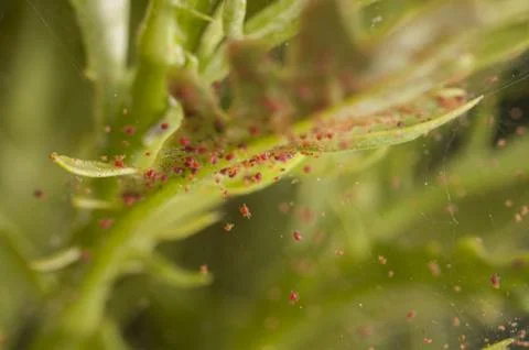 A closuep shot of tiny red insects appeared in the spider web with blurred gr 스톡 사진