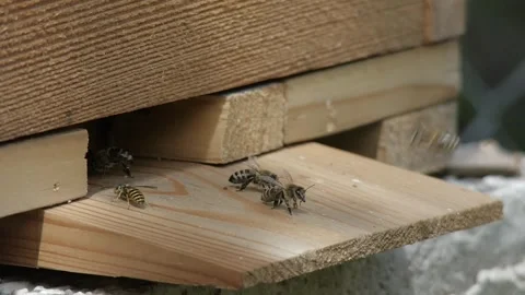 Closup of Bees Protecting their Hive Against a Wasp Video stock 280140031