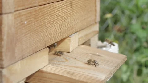 Closup of Bees on a Warré Hive Entry Video stock 280140188