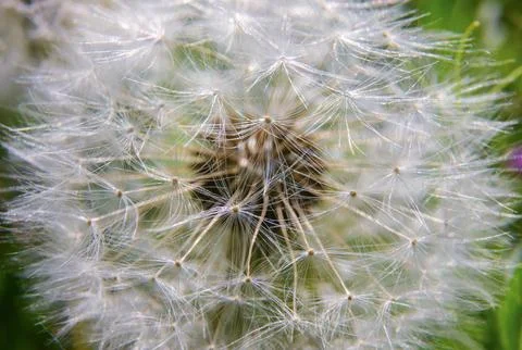 Closup of a dandelion 스톡 사진