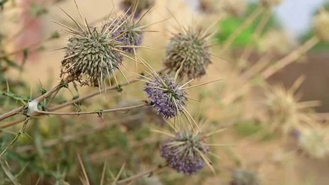 Closup of Echinops Polyceras flower in the desert Stock Footage 155576796
