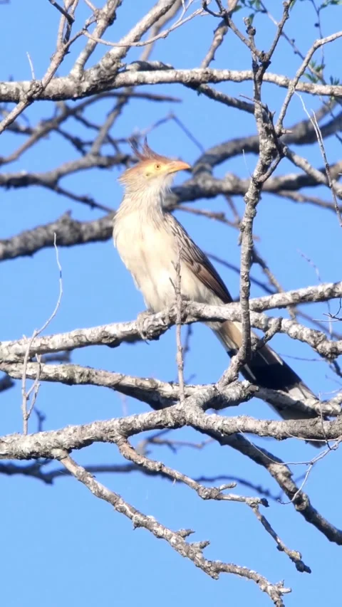 Closup of guira cuckoo 動画素材 331409613