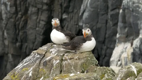 Closup pair of puffins on cliff Stock Footage 75646760
