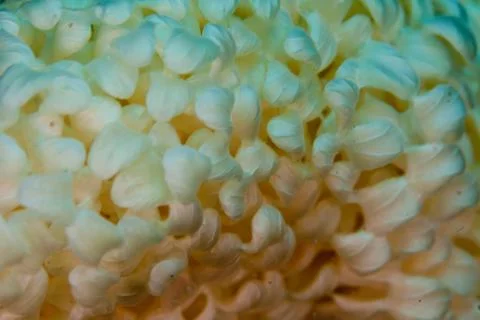 Closup on Sponge Stock Photos