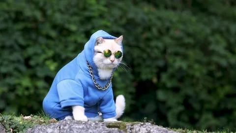 Clothes and accessories for animals, a cat in a hoodie, sunglasses Stock Footage 249938274