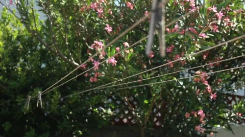 Clothes Line Pins Stock Footage 740374