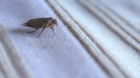 Clothes moth, brown insect lays eggs larvae on woolen clothes, selective fo.. Stock Footage 283010485