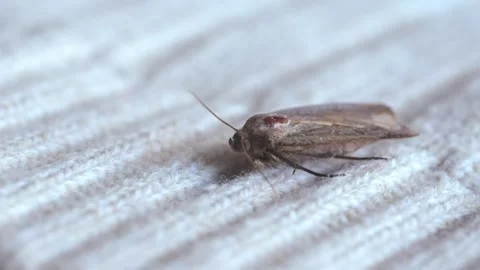 Clothes moth, brown insect lays eggs larvae on woolen clothes, selective fo.. Stock Footage 287959737
