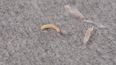 clothes moth caterpillar, Tineola bissel... | Stock Video | Pond5