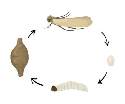 Clothes moth life cycle, four stages of development Illustrazione stock