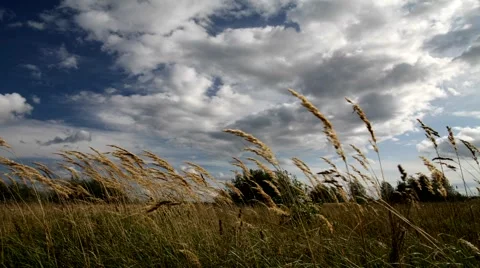 Cloud and dry grass Stock Footage 910900