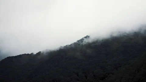 The Cloud and mist moving slow mountain cover tree in dark mood Stock Footage 128790165