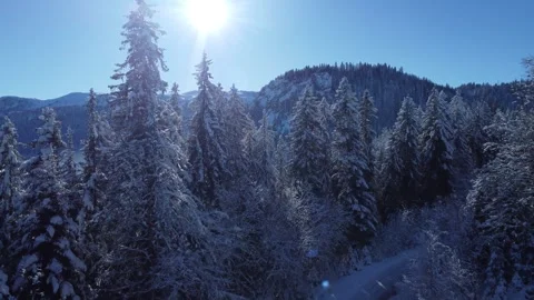 Cloud and sun after the trees Video stock 261587392