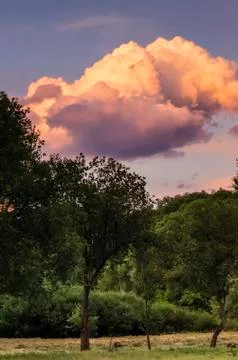 Cloud and tree Stock Photos