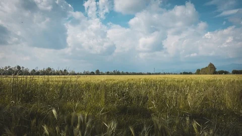 Cloud and wheat timelapse. Vídeos de archivo 107610048