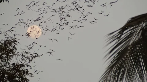 Cloud of bats flying from a bat cave neath the bright evening moonlight Stock Footage 126160785