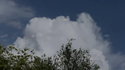 Cloud behind tree Video stock 101740878